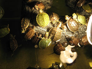 IMG_2081.JPG