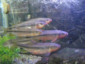 IMG_2231.JPG