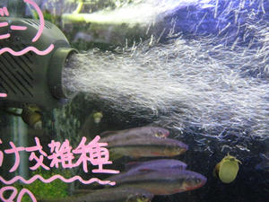 IMG_2232.JPG