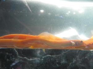 IMG_4571.JPG