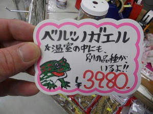 DSCN6433.JPG