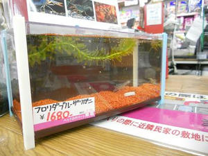 DSCN6528.JPG