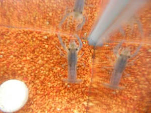 DSCN6529.JPG