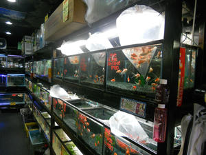 DSCN6575.JPG