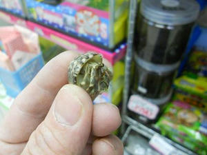 DSCN6623.JPG