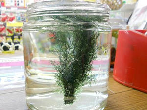 DSCN6798.JPG