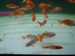 DSCN6905.JPG