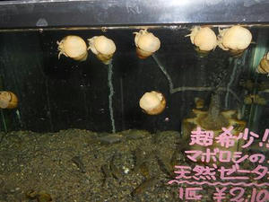 DSCN7136.JPG