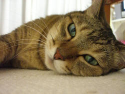 犯猫