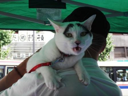 20160925 茨城県 猫のハチ Neko Blog