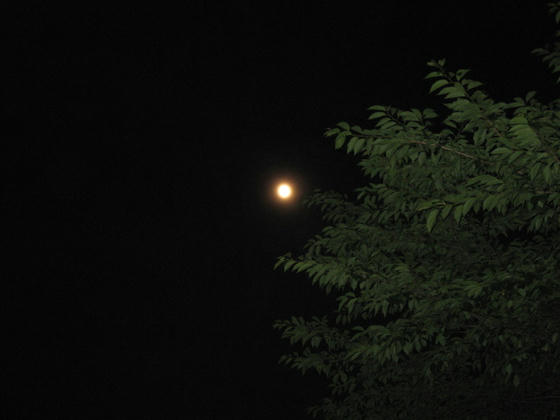 IMG_3372.JPG