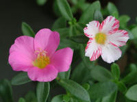 P7050012.JPG