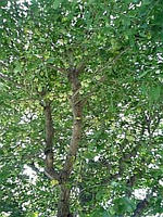 DVC00029_M.jpg