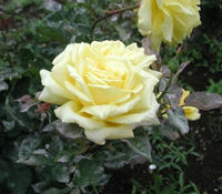 roseofyokohama.jpg