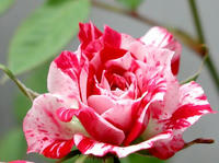 P1010003.JPG