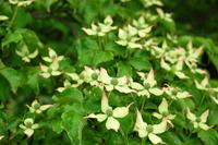 DSC_0047.JPG