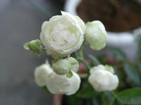 P7100063.JPG