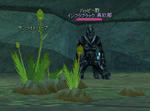 mabinogi_2008_07_01_004.jpg