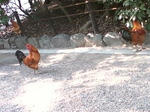 20100708-10.jpg