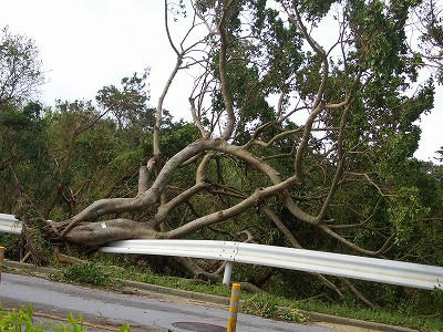 台風と木
