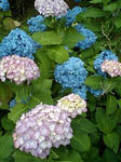 紫陽花（あじさい）