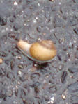 でんでん虫