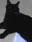 新聞を開いても邪魔されます。