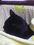 コタツでヒザの上。更にひざ掛けを乗せられる。