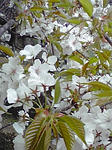 山桜です。