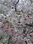 枝垂桜（シダレザクラ）