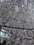 枝垂れ桜その２