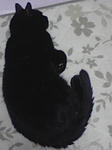 見事に真っ黒です。