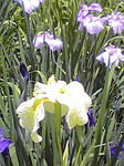 菖蒲まつり