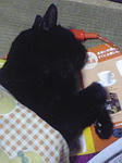 コタツ猫。