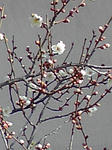 梅