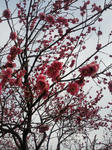 「薩摩紅梅」という名前らしいです。