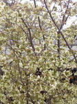 緑色の桜です。