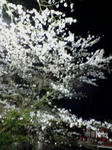 20080404203358.jpg