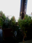 20080406082926.jpg