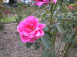 flower_02.jpg