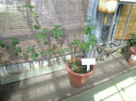 flower_07.jpg