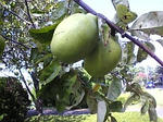20071025020.jpg