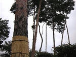 2007110402.jpg