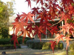 2007112102.jpg