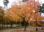 2007112905.jpg