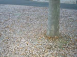 2007120501.jpg