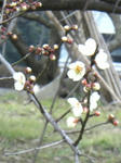 2008020901.jpg
