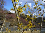 2008031302.jpg