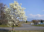 2008032701.jpg