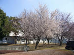 2008032602.jpg